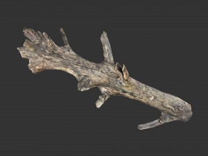 Realistic tree trunks with branches 3D 모델