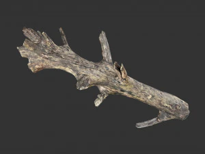 Realistic tree trunks with branches 3D Model