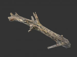 Realistic tree trunks with branches 3D Model