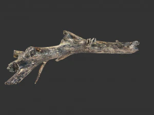 Realistic tree trunks with branches 3D Model