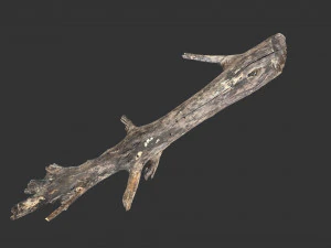 Realistic tree trunks with branches 3D Model