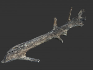 Realistic tree trunks with branches 3D 모델
