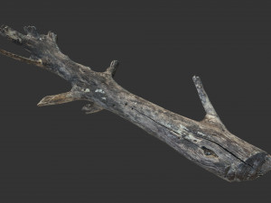 Realistic tree trunks with branches 3D 모델