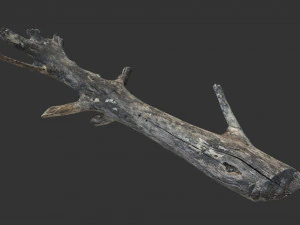 Realistic tree trunks with branches 3D Model