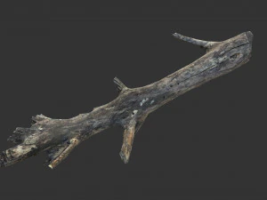 Realistic tree trunks with branches 3D Model