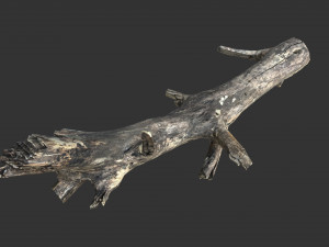 Realistic tree trunks with branches 3D 모델