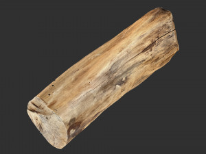 3D Scan Realistic tree timber 3D Модель