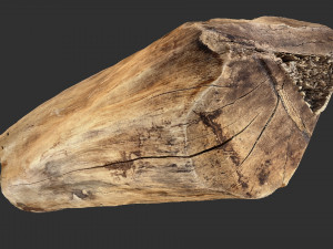 3D Scan Realistic tree timber 3D Модель
