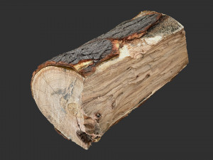 3D Scan tree trunk in highpoly Modelo 3D