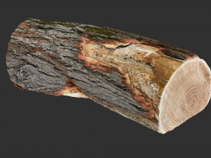 3D Scan tree trunk in highpoly Modèle 3D