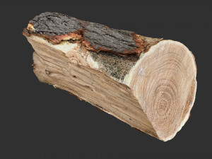 3D Scan tree trunk in highpoly Modèle 3D