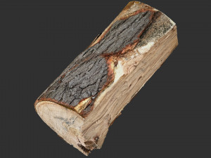 3D Scan tree trunk in highpoly Modèle 3D