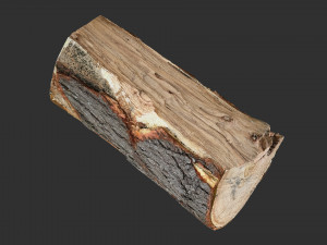 3D Scan tree trunk in highpoly Modèle 3D