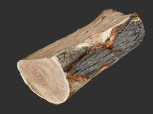 3D Scan tree trunk in highpoly Modèle 3D