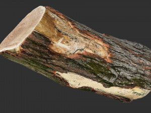 3D Scan tree trunk in highpoly Modèle 3D