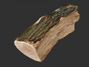 3D Scan tree trunk in highpoly Modèle 3D