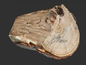3D Scan tree trunk in highpoly Modèle 3D