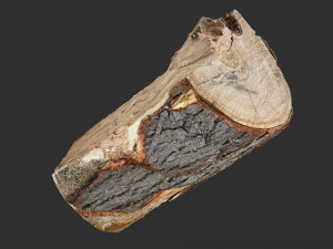 3D Scan tree trunk in highpoly Modèle 3D