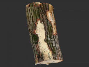 3D Scan tree trunk in highpoly Modèle 3D