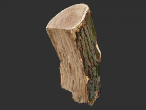 3D Scan tree trunk in highpoly Modèle 3D