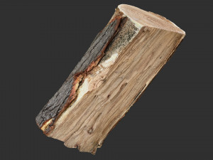 3D Scan tree trunk in highpoly Modèle 3D