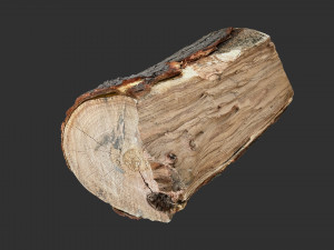 3D Scan tree trunk in highpoly Modèle 3D
