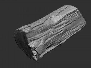 3D Scan tree trunk in highpoly Modèle 3D