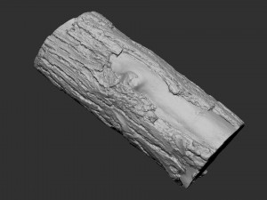 3D Scan tree trunk in highpoly Modèle 3D
