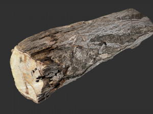 3d scan tree trunk in highpoly 3D 모델