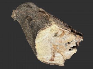 3d scan tree trunk in highpoly 3D 모델
