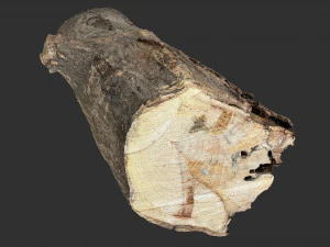 3d scan tree trunk in highpoly 3D Model