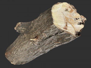 3d scan tree trunk in highpoly 3D 모델