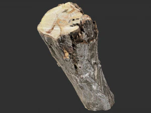 3d scan tree trunk in highpoly 3D Model