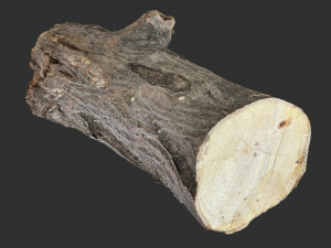3d scan tree trunk in highpoly 3D 모델