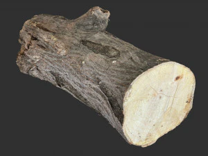 3d scan tree trunk in highpoly 3D Model
