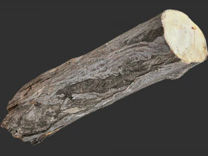 3d scan tree trunk in highpoly 3D Model