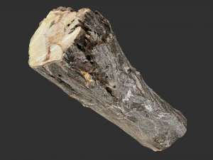 3d scan tree trunk in highpoly 3D Model