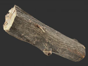 3d scan tree trunk in highpoly 3D Model