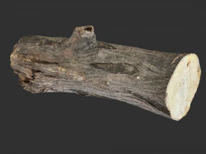 3d scan tree trunk in highpoly 3D Model