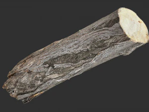 3d scan tree trunk in highpoly 3D Model