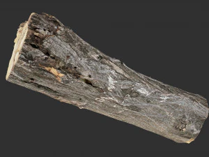 3d scan tree trunk in highpoly 3D Model