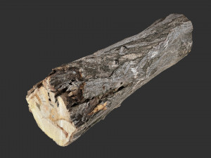 3d scan tree trunk in highpoly 3D 모델