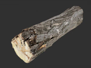 3d scan tree trunk in highpoly 3D Model