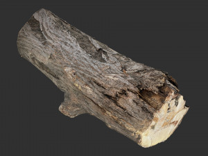 3d scan tree trunk in highpoly 3D 모델
