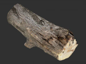 3d scan tree trunk in highpoly 3D Model