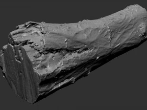 3d scan tree trunk in highpoly 3D Model