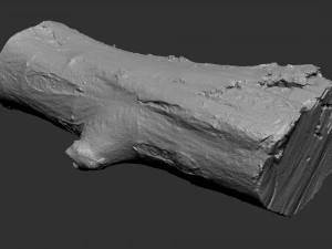 3d scan tree trunk in highpoly 3D Model