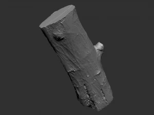 3d scan tree trunk in highpoly 3D Model
