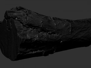 3d scan tree trunk in highpoly 3D Model
