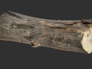 3d scan tree trunk in highpoly 3D 모델